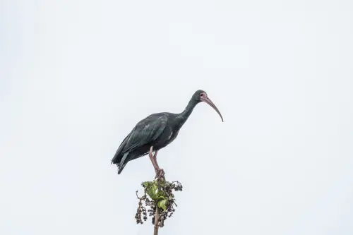 Piemonte, ibis sacro nel Novarese al centro del Question time