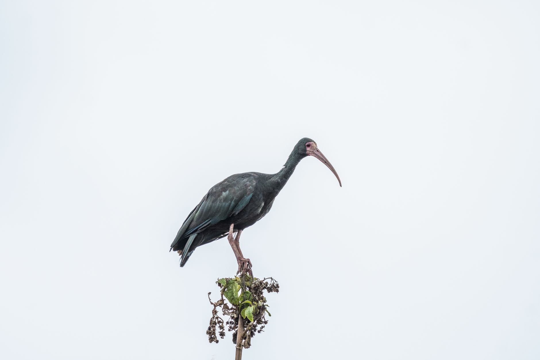 Piemonte, ibis sacro nel Novarese al centro del Question time