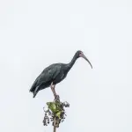 Piemonte, ibis sacro nel Novarese al centro del Question time
