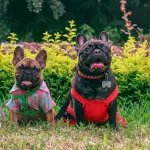 Novara, campagna ANPANA contro l’abbandono degli animali