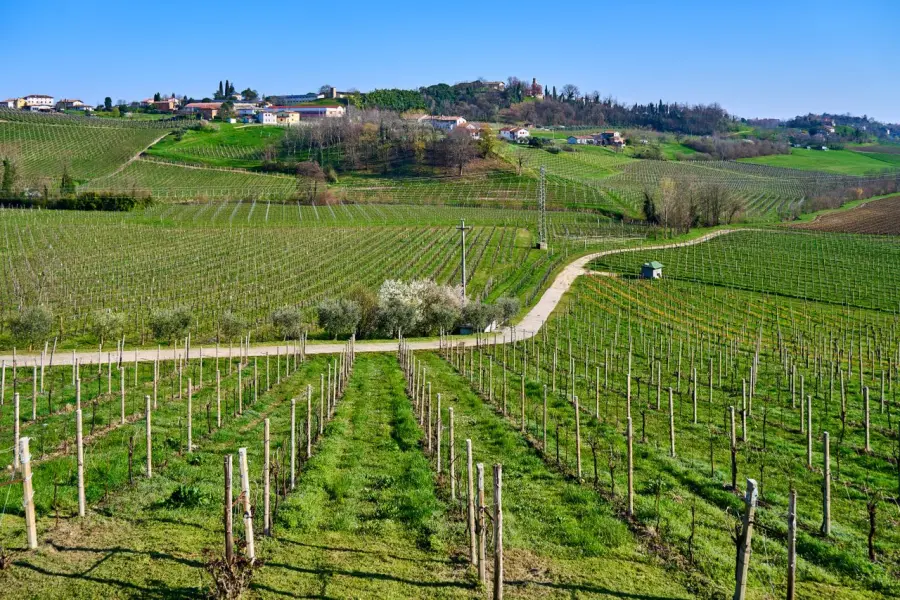 Novara, 40 anni di difesa integrata nei vigneti delle Colline Novaresi