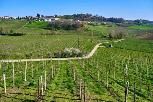 Novara, 40 anni di difesa integrata nei vigneti delle Colline Novaresi