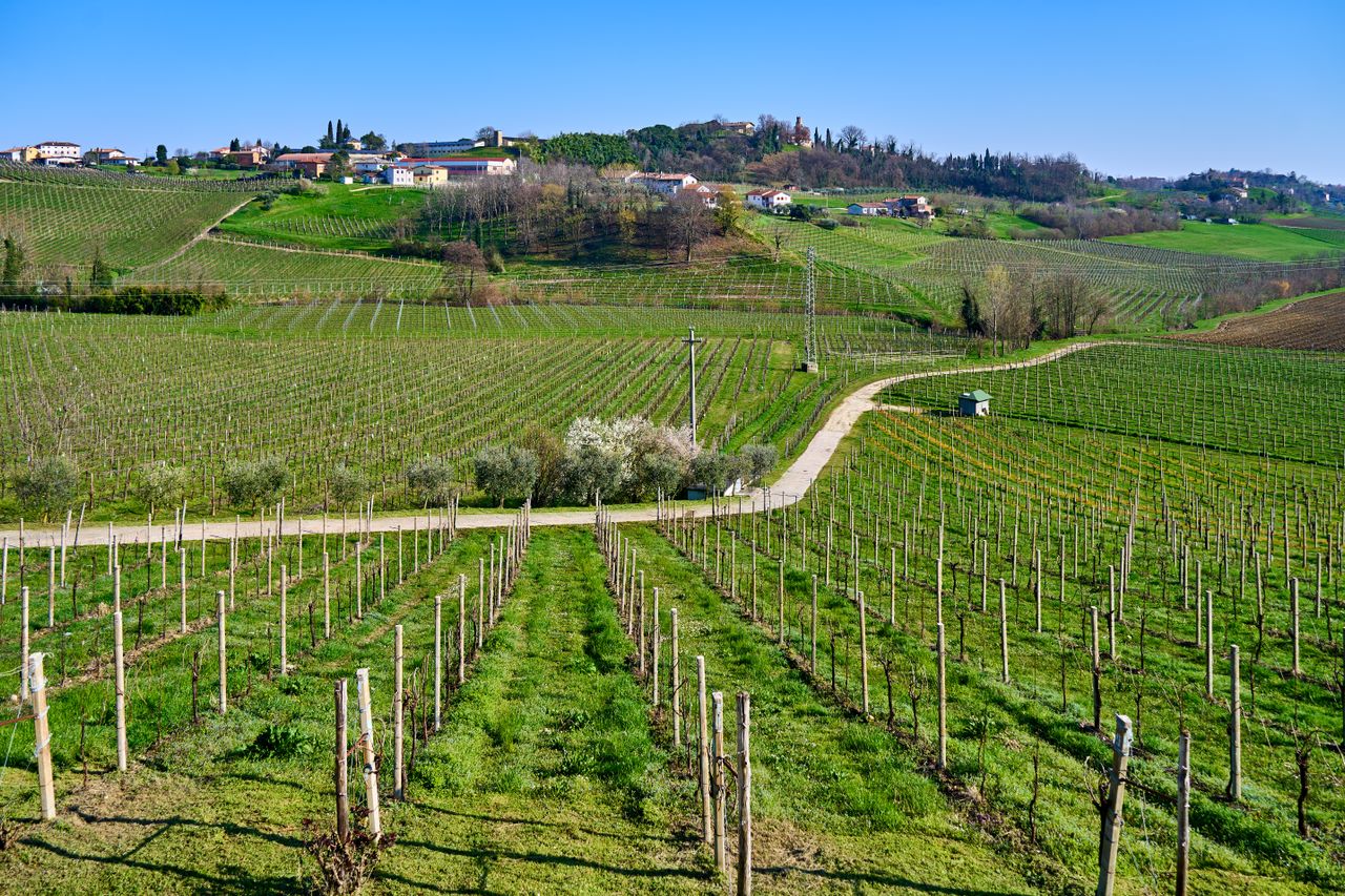 Novara, 40 anni di difesa integrata nei vigneti delle Colline Novaresi