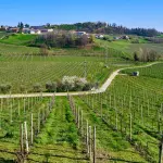 Novara, 40 anni di difesa integrata nei vigneti delle Colline Novaresi