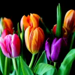 Fiorissimo al Castello: a Novara la primavera prende forma tra natura e cultura